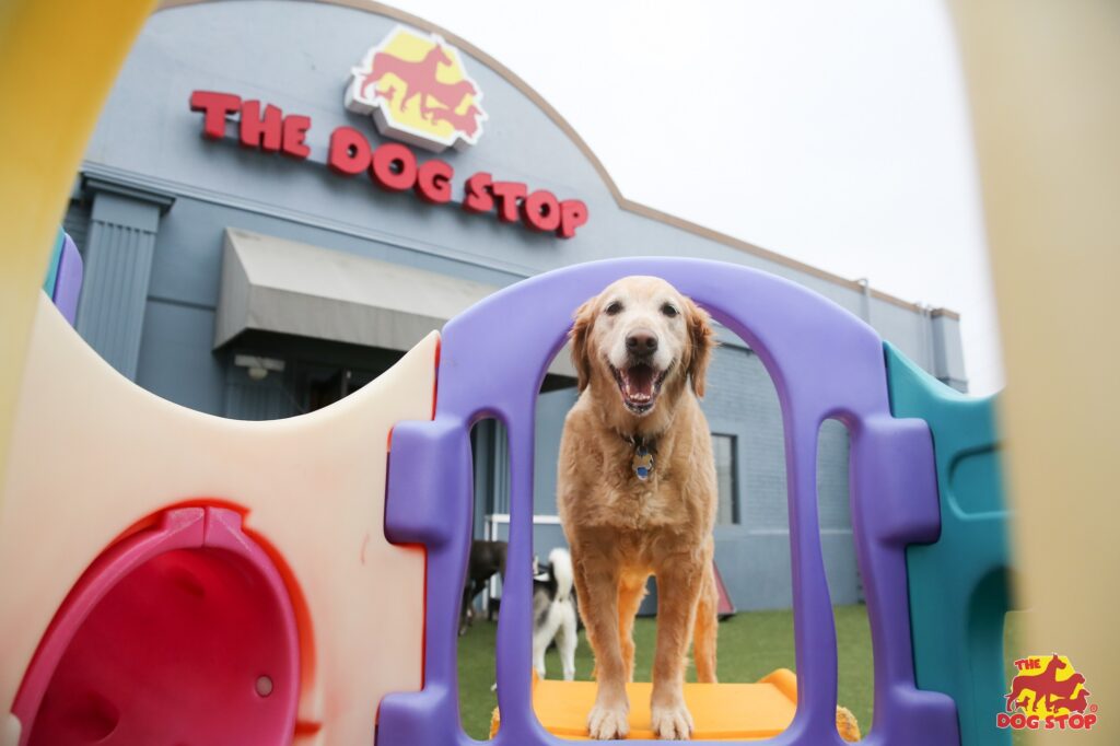 The Dog Stop franchise