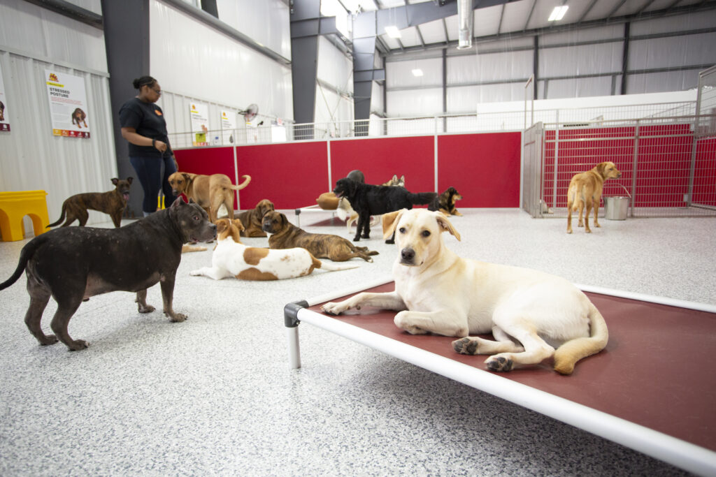 The Dog Stop franchise