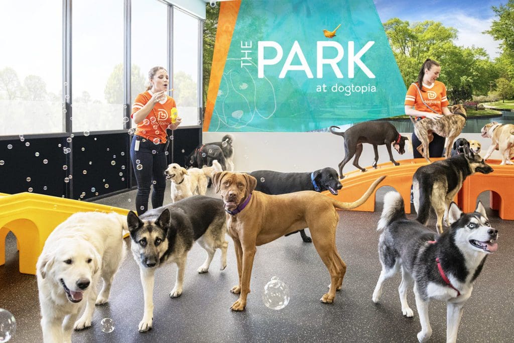 Dogtopia franchise