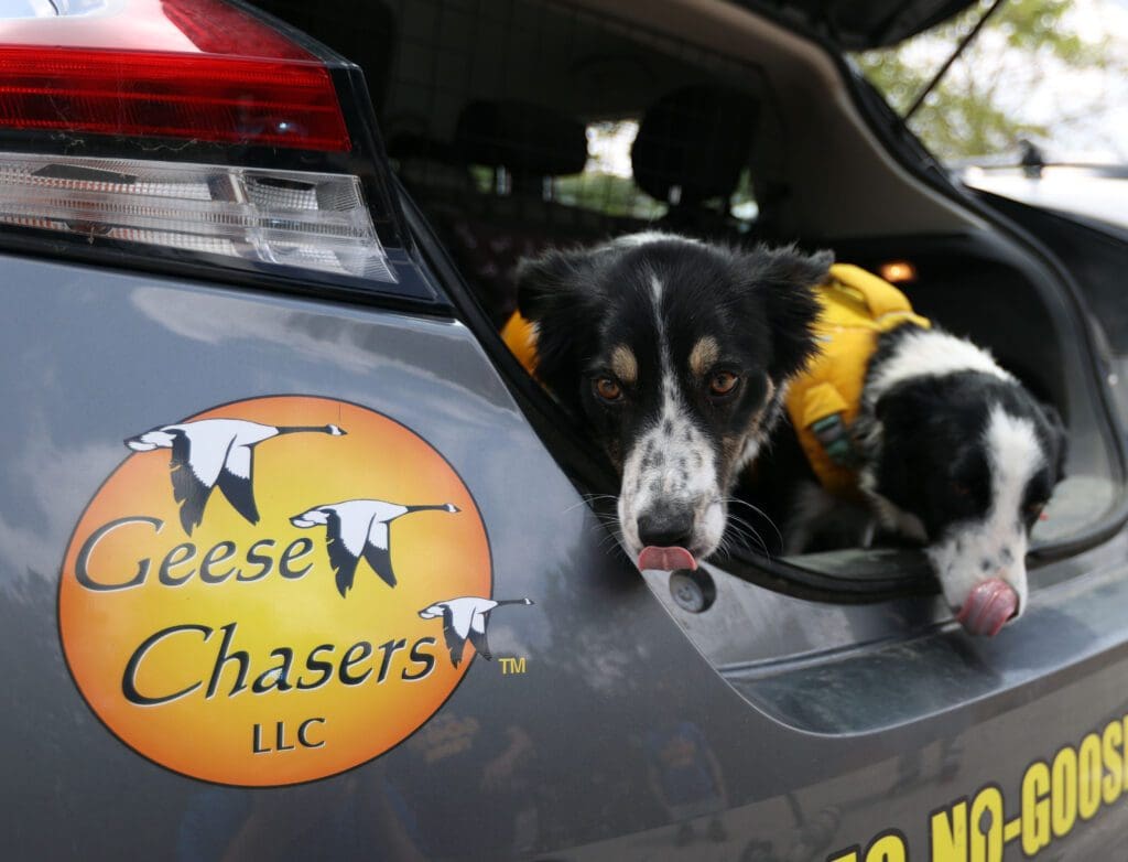 Geese Chasers, LLC franchise