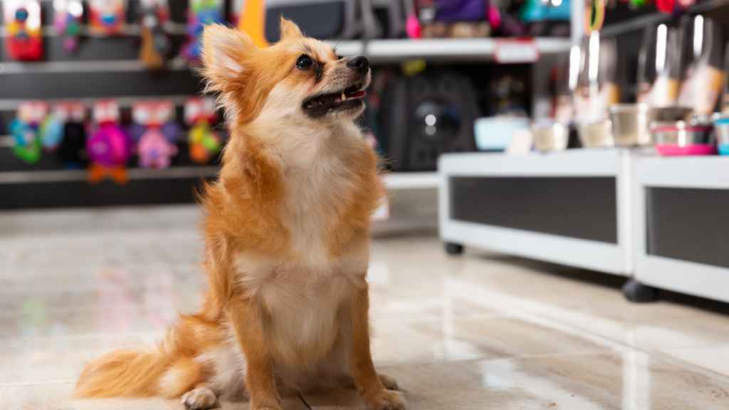 What You Need to Know About Pet Franchising in Canada {2026}