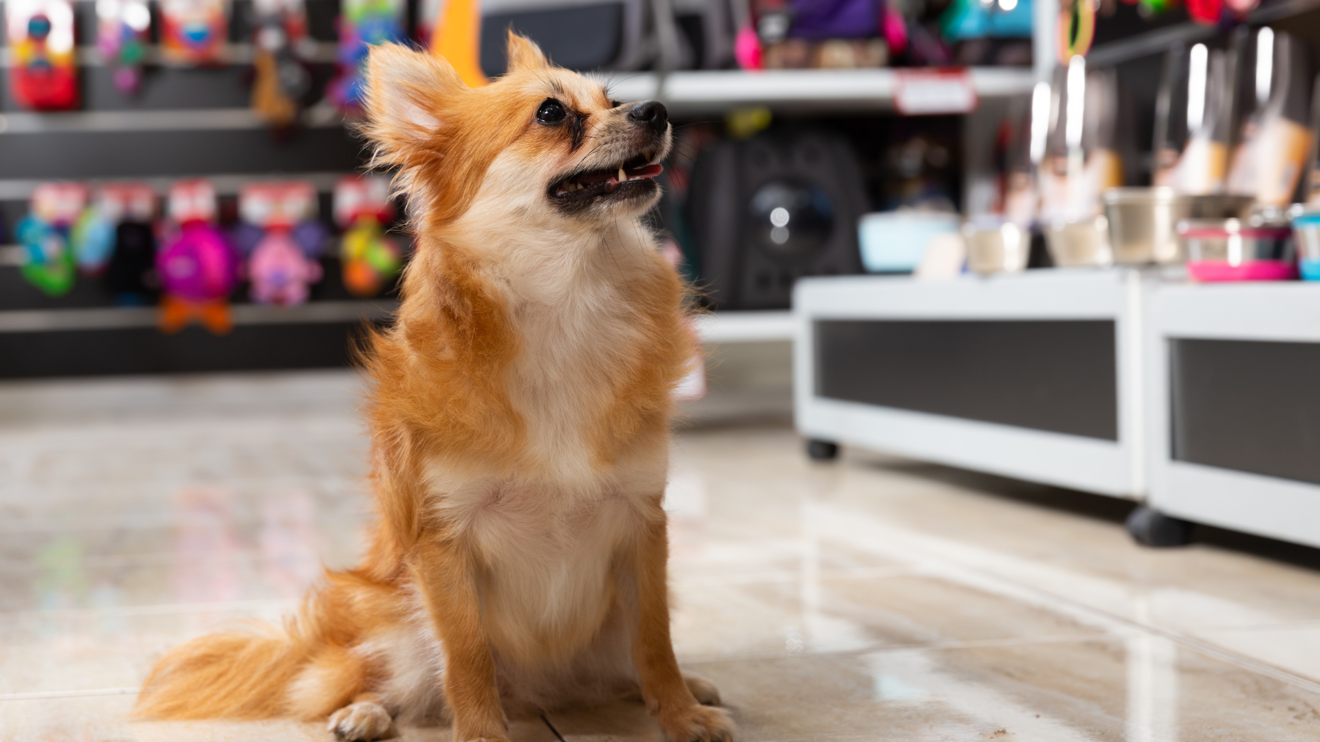 Dog sitting in pet store aisle - representing pet franchise canada