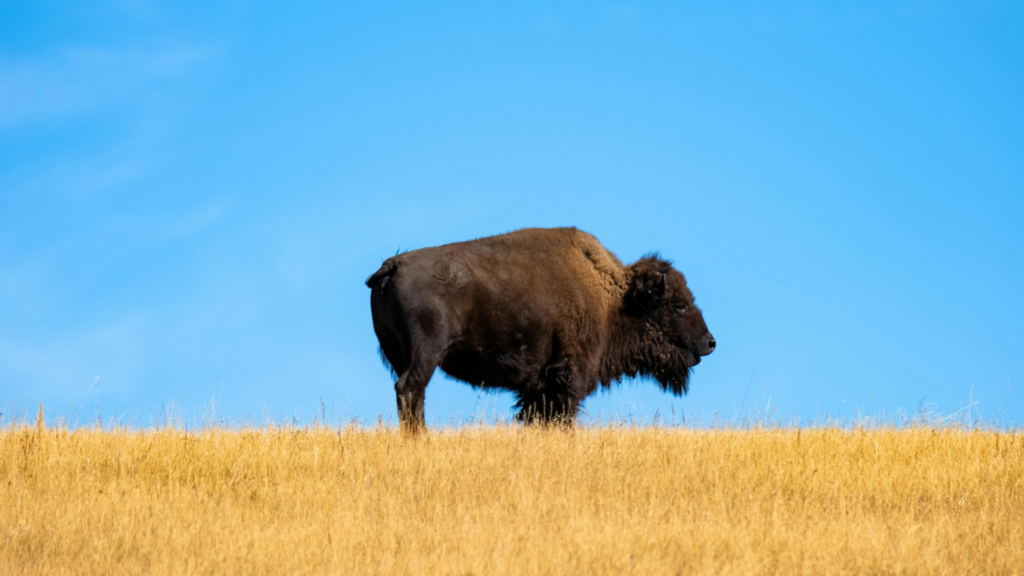 South Dakota Franchise Laws – Everything You Need to Know