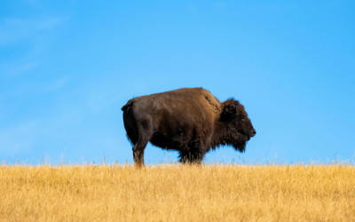 South Dakota Franchise Laws – Everything You Need to Know