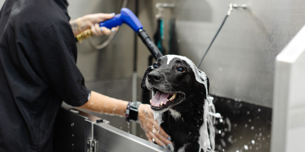 Sparkle Grooming Co. franchise